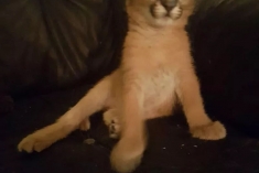 Savani mačka Serval a Karakal za 8 týždňov