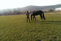 Hľadám jazdenie na koni MALACKY ! :)