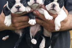 Prodám Boston teriér štenata