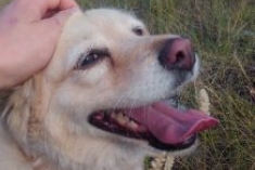 Postrážim / vyvenčím vášho maznáčika v BA