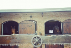 Ustajnenie koní pri Bratislave