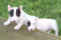 Prodám Mini Bulteriér štenata