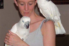 Sladký Umbrella Kakadu Papagájov Na Predaj