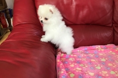 Mini luxusné Pomeranian šteniatka v rôznych farbách