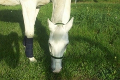 Ponuka ustajnenia v okolí Bratislavy a Šamorína