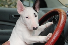 Prodám Mini Bulteriéra Stenata S Dokumentem