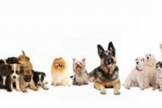 Škôlka, opatrovanie, venčenie, strihanie