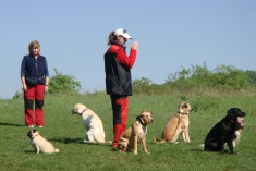 Výcvik, výchova a socializácia psov