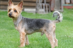 strihanie psov a mačiek