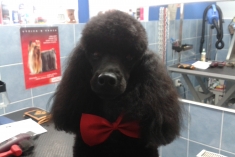 Salón pre psov - strihanie psíkov