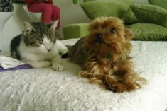 Opatrovanie malích  psikov