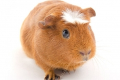 STRÁŽENIE OPATROVANIE DROBNYCH ZVIERATIEK BA ŠKÔLKA HOTE