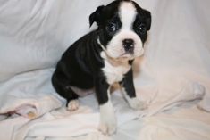 Prodám Boston teriér štenata