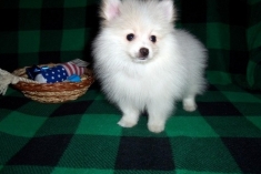 Jfk špic pomeranian