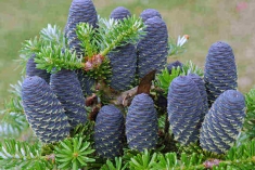 Abies koreana / Jedľa kórejská - najkrajší ihličnan